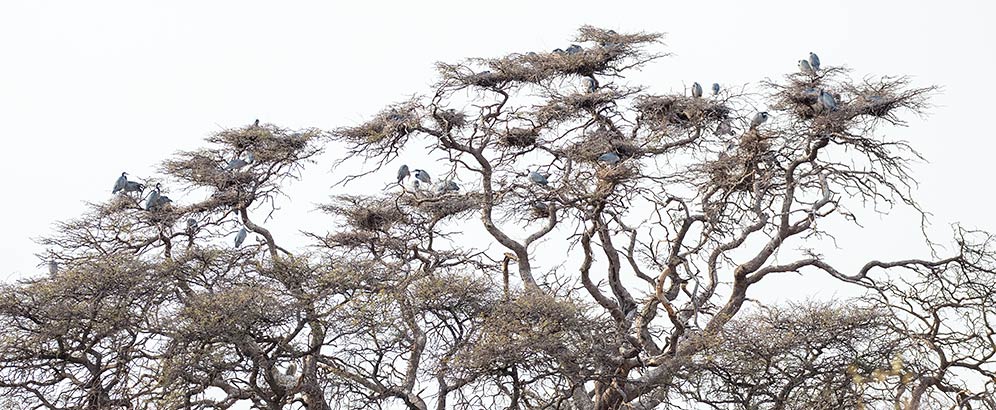 Heronry